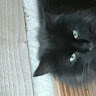 Tracey M's avatar