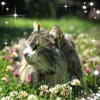 Sally McKay's avatar