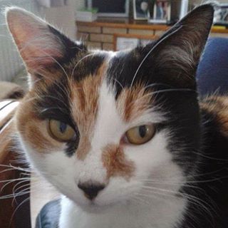 Michelle Mansford's avatar