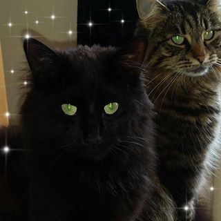 Tricia Bramah's avatar