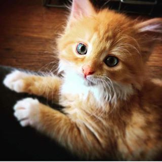 Cujo Schmurf's avatar