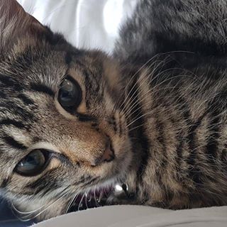 Silvia Natalia's avatar