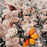 AH's avatar