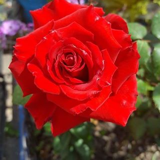 Lesya Sylvester's avatar