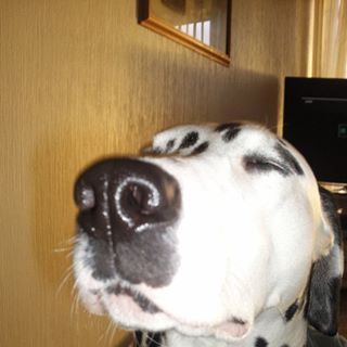 Carolann Barlas's avatar