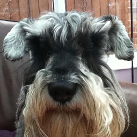 Maxwell Mclellan's avatar