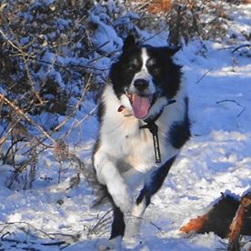 Christine Dinnage's avatar