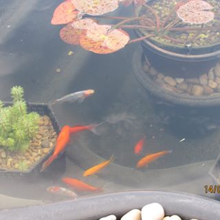 Jane Johnstone Zucconi's avatar