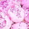 Katie Solomons's avatar