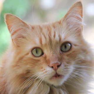 Lucky Nigel Cat's avatar