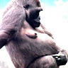 Bryiddon1970 Cookimonster's avatar