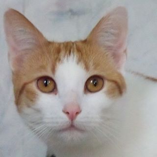 Silke Alders's avatar