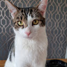 Paula Lackford's avatar