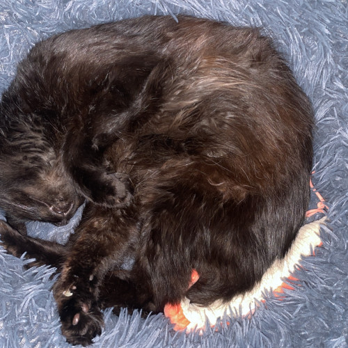 Cat's avatar