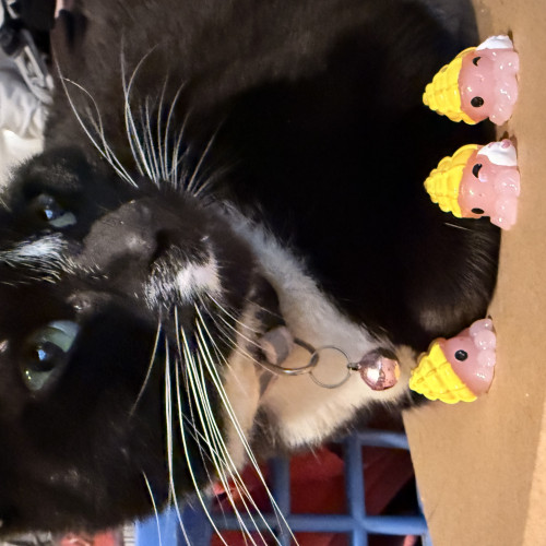 tayla jones's avatar