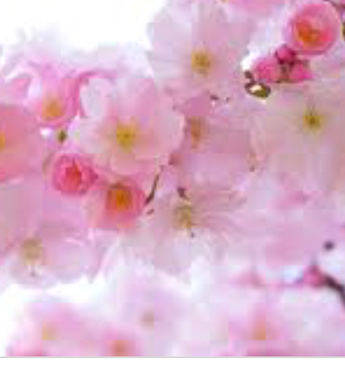 Emma Hussain's avatar