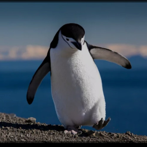 kumbulani nyathi's avatar